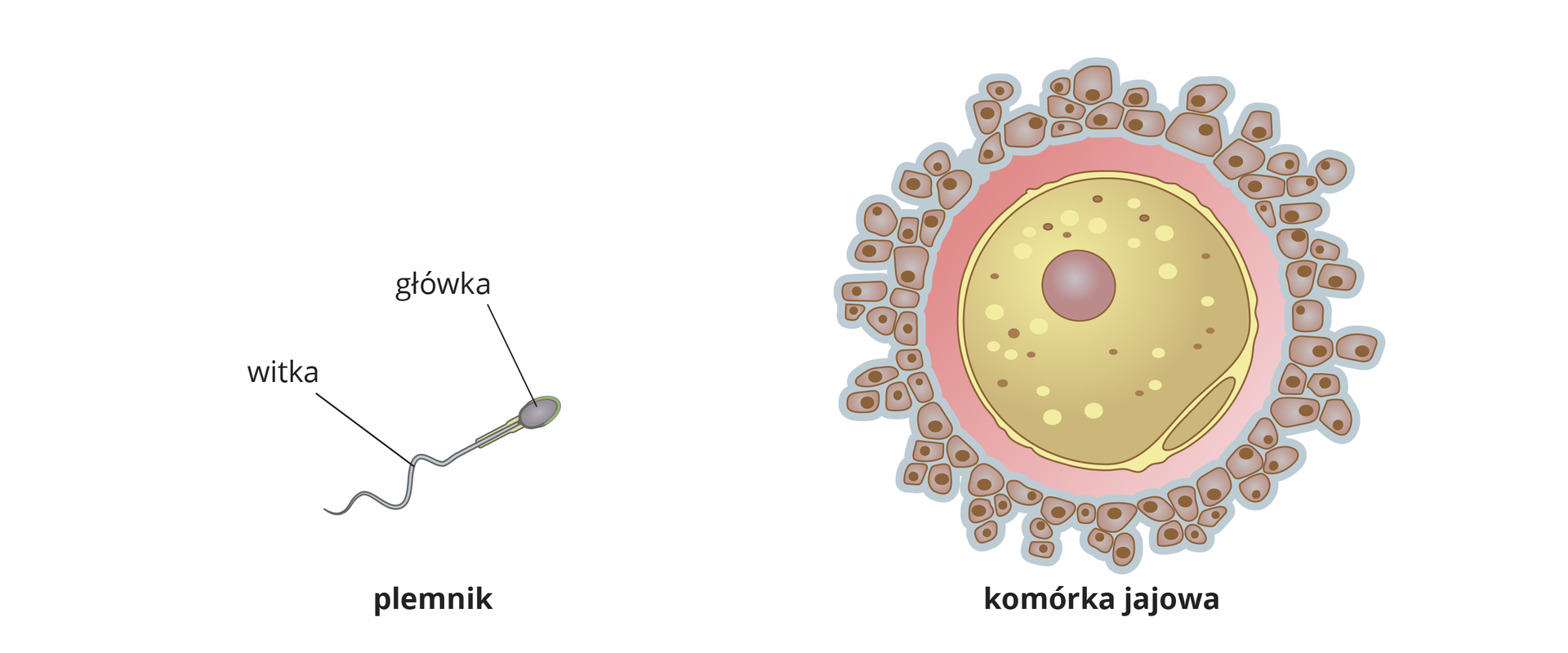 Ilustracja przedstawia plemnik zbudowany z główki i witki. Obok jest duża kulista komórka jajowa z dobrze widocznym jądrem komórkowym. Komórka jajowa otoczona jest wieńcem małych komórek.