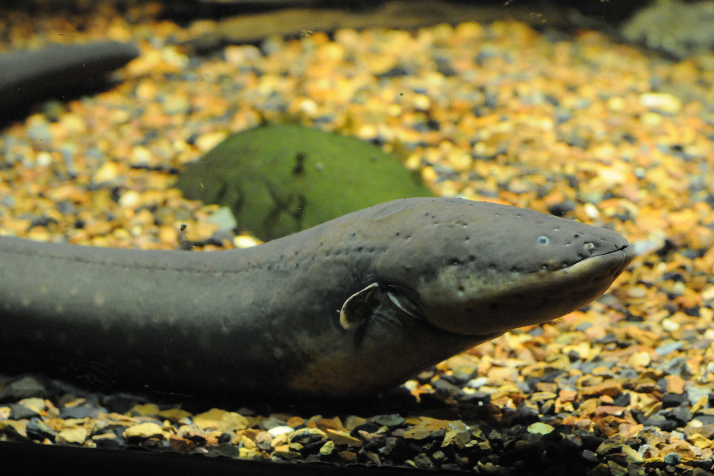 Zdjęcie przedstawiające węgorza elektrycznego pełzającego dnem zbiornika wodnego wyłożonego drobnymi kamykami. Zwierzę ma ciało wąskie, długie i walcowate, przypominającego węża. Głowa jest szeroka. Oczy małe. Na ciele widoczne drobne wgłębienia oraz mała płetwa skrzelowa. Ciało jest ciemne.