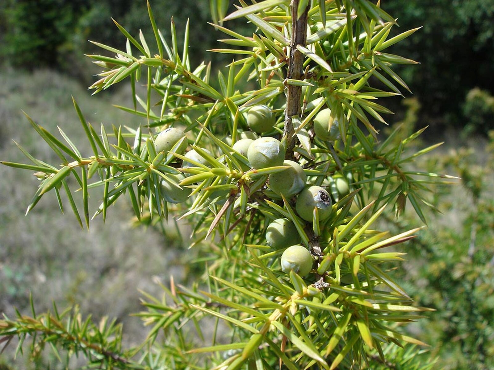 Na zdjęciu owoce jałowca. Gałązkę pokrywają zielone igiełki. Pomiędzy nimi znajdują się owalne, zielone owoce. 