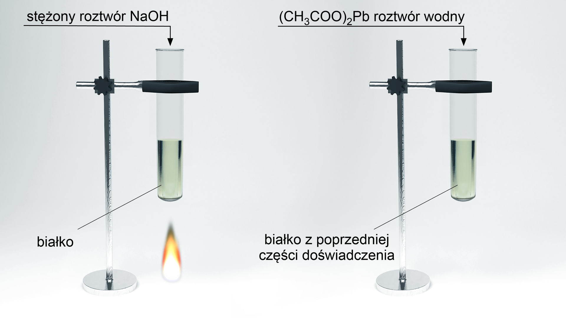 Schemat doświadczenia składa się z dwóch części. W pierwszej znajduje się probówka zamocowana w łapie zamontowanej w statywie. W probówce znajduje się białko. Pod probówką znajduje się płomień palnika, zaś do wnętrza naczynia skierowana jest strzałka wskazująca na dodanie stężonego roztworu wodorotlenku sodu NaOH/mtext>. W drugiej części znajduje się probówka w łapie statywu, w której znajduje się białko z poprzedniej części doświadczenia. Tym razem zawartość probówki nie jest ogrzewana, a do jej wnętrza skierowana jest strzałka wskazująca na dodanie do probówki wodnego roztworu octanu ołowiu CH3COO2Pb.