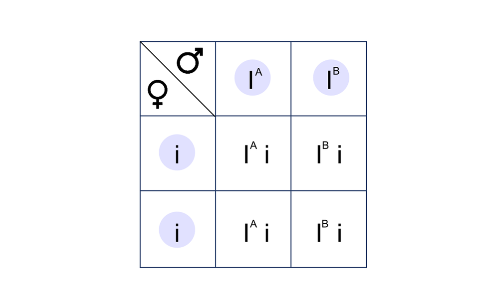 Ilustracja przedstawia krzyżowanie w postaci szachownicy. Na ilustracji są dwie kolumny i dwa poziome rzędy. W kolumnie pierwszej jest duża litera i indeks górny duże A, w kolumnie drugiej jest duża litera i indeks górny duże B. W pierwszym i drugim rzędzie są małe litery i. Po połączeniu gamet powstają cztery genotypy: duża litera i indeks górny duże a małe i, duża litera i indeks górny duże B małe i. Genotypy te powtarzają się. 