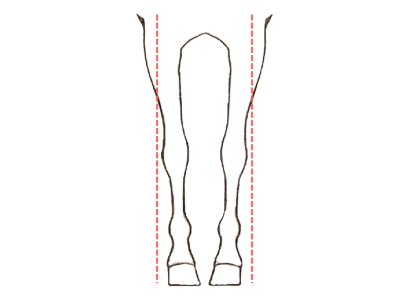 Grafika przedstawia postawę szpotawą. Nogi konia skierowane są do wewnątrz. Po bokach widoczne są dwie czerwone linie przerywane, które obrazują nieprawidłową postawę.