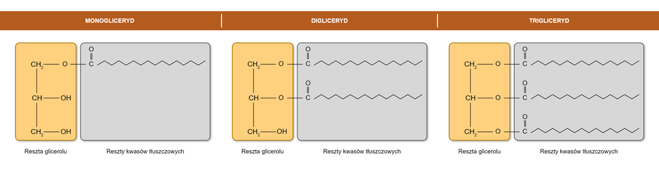 Na grafice przedstawiono schemat budowy tłuszczów właściwych. Monogliceryd składa się z reszty glicerolu oraz reszty kwasów tłuszczowych. Digliceryd składa się z reszty glicerolu oraz dwóch reszt kwasów tłuszczowych. Trigliceryd składa się z reszty glicerolu oraz trzech reszt kwasów tłuszczowych.￼