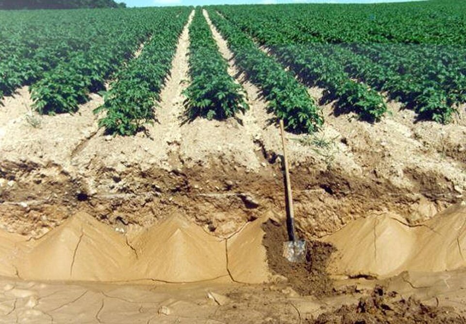 Na zdjęciu znajduje się pole ziemniaków, natomiast na pierwszym planie widoczna jest zerodowana gleba.  