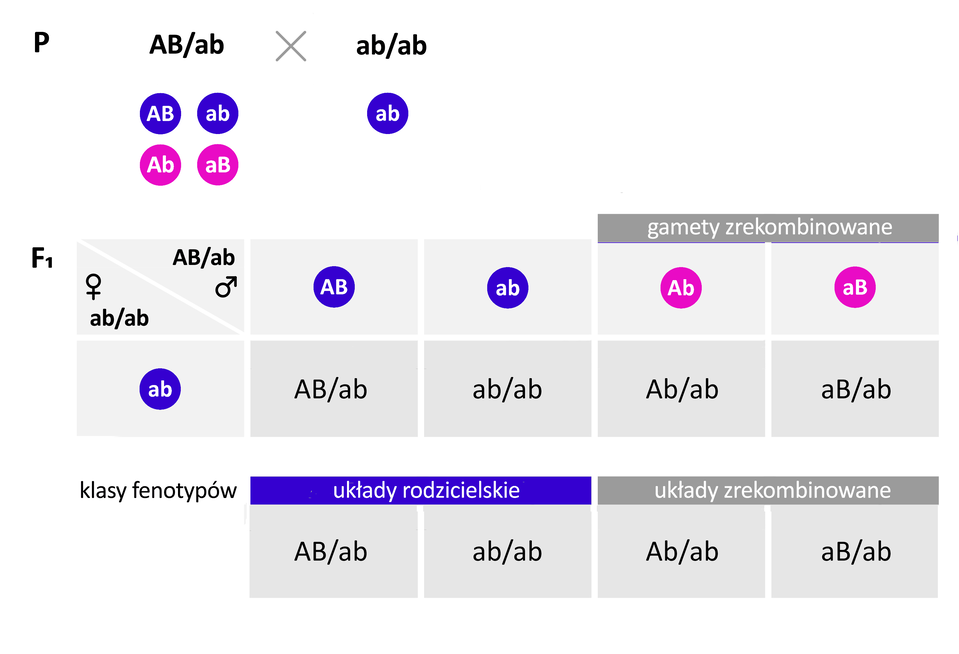 Grafika przedstawia krzyżówkę genetyczną. W pokoleniu rodzicielskim oznaczonym jako P krzyżują się ze sobą dwa osobniki, o genotypie duże A, duże B ukośnik małe a, małe b oraz małe a, małe b ukośnik małe a, małe b. Rodzic pierwszy produkuje cztery rodzaje gamet: A duże B duże, a małe b małe, A duże b małe oraz a małe B duże. Natomiast rodzic drugi produkuje tylko jeden typ gamet: a małe b małe. W wyniku krzyżówki powstaje pokolenie potomne F indeks dolny 1. Potomstwo posiada dwie klasy fenotypów: układy rodzicielskie oraz układy zrekombinowane. Genotypy w układzie rodzicielskim pochodzące z męskich genów A duże B duże z żeńskich a małe b małe to A duże B duże ukośnik a małe b małe oraz, a z męskich a małe b małe i żeńskich a małe b małe to a małe b małe ukośnik a małe b małe, natomiast genotypy powstałe z gamet po rekombinacji podchodzące z genów męskich A duże b małe i żeńskich a małe b małe mają formę A duże b małe ukośnik a małe b małe a z męskich a małe B duże i żeńskich a małe b małe to a małe B duże ukośnik a małe b małe.