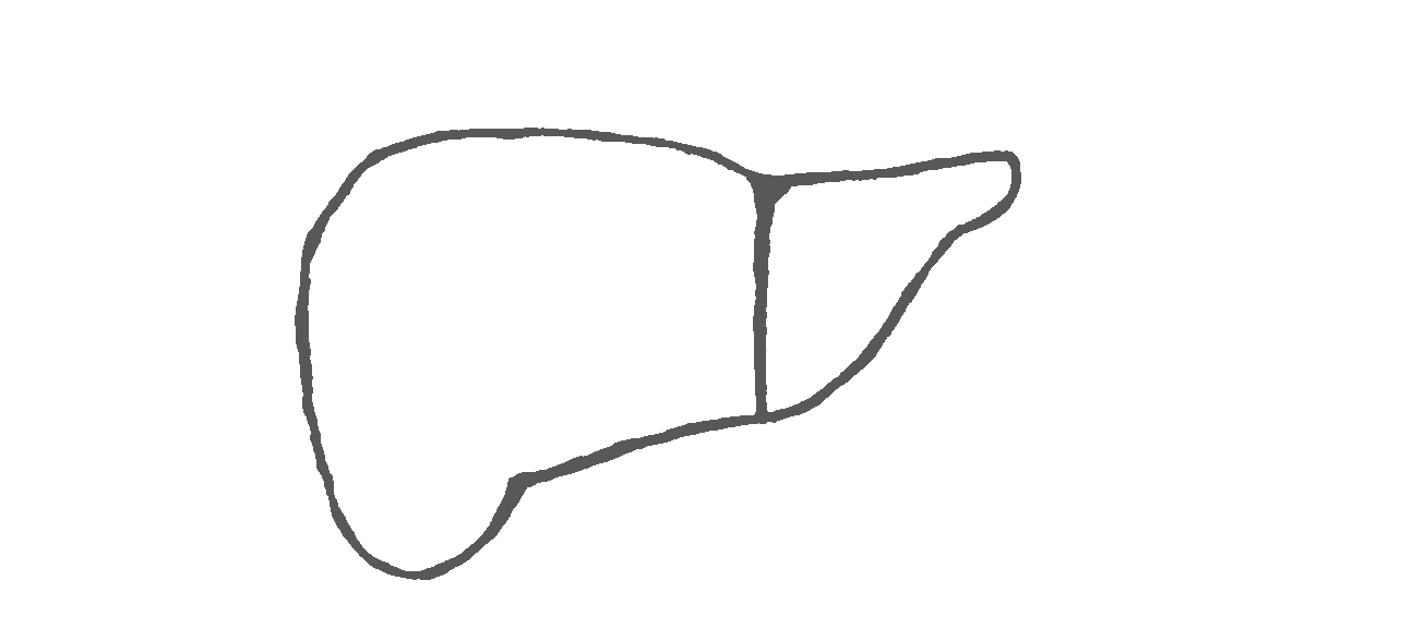 Zarysowany czarną kreską schemat wątroby.