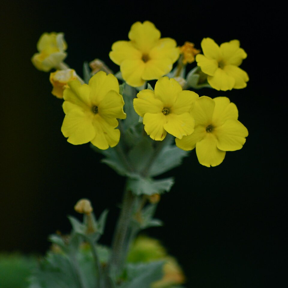 Zdjęcie przedstawia roślinę, to pierwiosnek z Kew. Kwiaty są żółte, pięciopłatkowe, płatki są rozłożyste.   