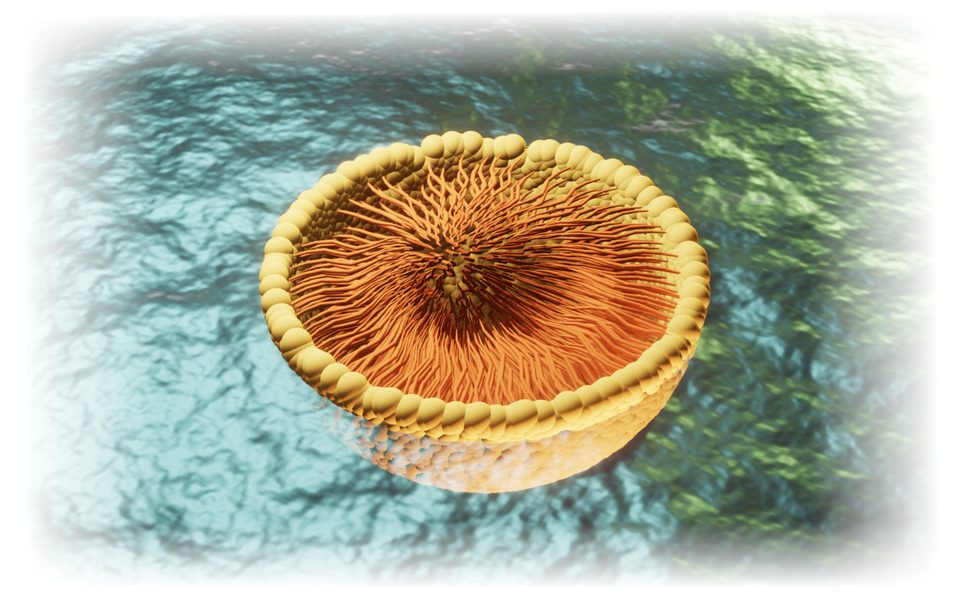 Na zdjęciu widoczna jest micela, czyli kulista forma zbudowana z fosfolipidów złożonych z hydrofilowej główki oraz hydrofobowego ogona. Hydrofilowe główki skierowane są na zewnątrz, w stronę środowiska wodnego, które otacza micelę, natomiast hydrofobowe ogony skierowane są do wewnątrz miceli.