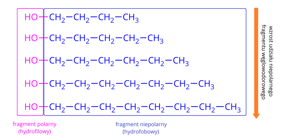 Ilustracja przedstawia tabelkę we wzorami półstrukturalnymi alkoholi z podziałem na fragment polarny i niepolarny. Wzory półstrukturalne znajdują się jeden nad drugim i są wyrównane do lewej strony. Pierwszy: H O wiązanie pojedyncze C H indeks dolny, dwa, koniec indeksu dolnego wiązanie pojedyncze C H indeks dolny, dwa, koniec indeksu dolnego wiązanie pojedyncze C H indeks dolny, dwa, koniec indeksu dolnego wiązanie pojedyncze C H indeks dolny, trzy, koniec indeksu dolnego, drugi: H O wiązanie pojedyncze C H indeks dolny, dwa, koniec indeksu dolnego wiązanie pojedyncze C H indeks dolny, dwa, koniec indeksu dolnego wiązanie pojedyncze C H indeks dolny, dwa, koniec indeksu dolnego wiązanie pojedyncze C H indeks dolny, dwa, koniec indeksu dolnego wiązanie pojedyncze C H indeks dolny, trzy, koniec indeksu dolnego, trzeci: H O wiązanie pojedyncze C H indeks dolny, dwa, koniec indeksu dolnego wiązanie pojedyncze C H indeks dolny, dwa, koniec indeksu dolnego wiązanie pojedyncze C H indeks dolny, dwa, koniec indeksu dolnego wiązanie pojedyncze C H indeks dolny, dwa, koniec indeksu dolnego wiązanie pojedyncze C H indeks dolny, dwa, koniec indeksu dolnego wiązanie pojedyncze C H indeks dolny, trzy, koniec indeksu dolnego, czwarty: H O wiązanie pojedyncze C H indeks dolny, dwa, koniec indeksu dolnego wiązanie pojedyncze C H indeks dolny, dwa, koniec indeksu dolnego wiązanie pojedyncze C H indeks dolny, dwa, koniec indeksu dolnego wiązanie pojedyncze C H indeks dolny, dwa, koniec indeksu dolnego wiązanie pojedyncze C H indeks dolny, dwa, koniec indeksu dolnego wiązanie pojedyncze C H indeks dolny, dwa, koniec indeksu dolnego wiązanie pojedyncze C H indeks dolny, trzy, koniec indeksu dolnego, piąty: H O wiązanie pojedyncze C H indeks dolny, dwa, koniec indeksu dolnego wiązanie pojedyncze C H indeks dolny, dwa, koniec indeksu dolnego wiązanie pojedyncze C H indeks dolny, dwa, koniec indeksu dolnego wiązanie pojedyncze C H indeks dolny, dwa, koniec indeksu dolnego wiązanie pojedyncze C H indeks dolny, dwa, koniec indeksu dolnego wiązanie pojedyncze C H indeks dolny, dwa, koniec indeksu dolnego wiązanie pojedyncze C H indeks dolny, dwa, koniec indeksu dolnego wiązanie pojedyncze C H indeks dolny, trzy, koniec indeksu dolnego. Grupy O H są ujęte różową ramką i podpisane: „fragment polarny (hydrofilowy)", natomiast łańcuchy węglowodorowe jako: „fragment niepolarny (hydrofobowy)". Po prawej stronie znajduje się pomarańczowa strzałka skierowana w dół i opisana: „wzrost udziału niepolarnego fragmentu węglowodorowego".