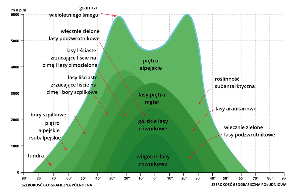 Infografika przedstawia zależność wysokości pięter roślinnych w górach od szerokości geograficznej. Oś pionowa przedstawia wysokości nad poziomem morza (od 0 do 6000), a oś pozioma po lewej stronie szerokość geograficzną północną (od 90 do 0 stopni), a po prawo szerokość geograficzną południową (od 0 do 90 stopni). W piętrze alpejskim tundra znajduje się na 70 stopniu szer. geogr. północnej, a piętro alpejskie i subalpejskie na 60 stopniu szer. geogr. północnej, natomiast granica wieloletniego śniegu na wysokości 6000m n.p.m. oraz na 25 stopniu szer. geogr. północnej i roślinność subantarktyczna na 30 stopniu szer. geogr. południowej. W górskich lasach równikowych wiecznie zielone lasy podzwrotnikowe znajdują się na 10 stopniu szer. geogr. północnej oraz 25 stopniu szer. geogr. południowej. 