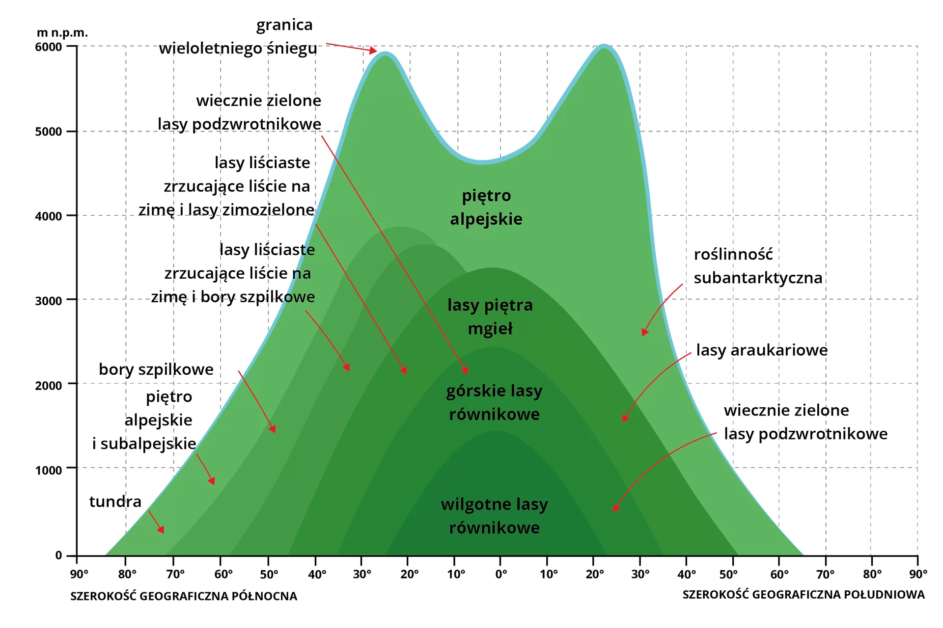 Infografika przedstawia zależność wysokości pięter roślinnych w górach od szerokości geograficznej. Oś pionowa przedstawia wysokości nad poziomem morza (od 0 do 6000), a oś pozioma po lewej stronie szerokość geograficzną północną (od 90 do 0 stopni), a po prawo szerokość geograficzną południową (od 0 do 90 stopni). W piętrze alpejskim tundra znajduje się na 70 stopniu szer. geogr. północnej, a piętro alpejskie i subalpejskie na 60 stopniu szer. geogr. północnej, natomiast granica wieloletniego śniegu na wysokości 6000m n.p.m. oraz na 25 stopniu szer. geogr. północnej i roślinność subantarktyczna na 30 stopniu szer. geogr. południowej. W górskich lasach równikowych wiecznie zielone lasy podzwrotnikowe znajdują się na 10 stopniu szer. geogr. północnej oraz 25 stopniu szer. geogr. południowej.