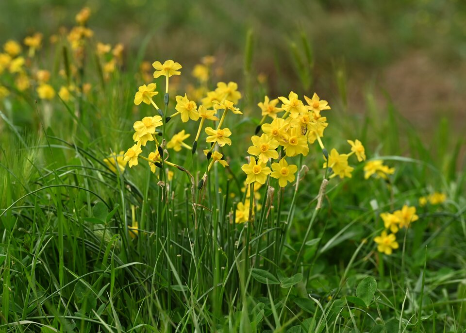 Zdjęcie przedstawia pole pełne kwitnących żonkili. 