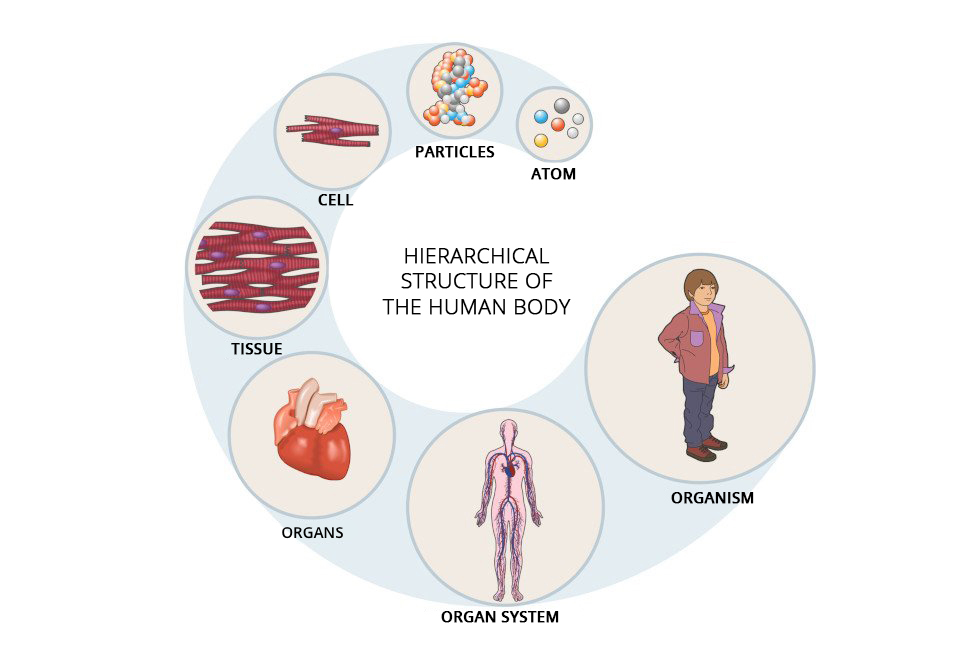 Ilustracja przedstawia schemat opisujący hierarchiczną strukturę ludzkiego ciała. Metabolizm pozwala organizmowi funkcjonować na poziomie: 1. Atomu (atom), 2. cząstek (particles), 3. Komórki (cell), 4. Tkanki (tissue), 5. Organów (organs), 6. Układów narządów (organ system), 7. Organizmu (organism). 