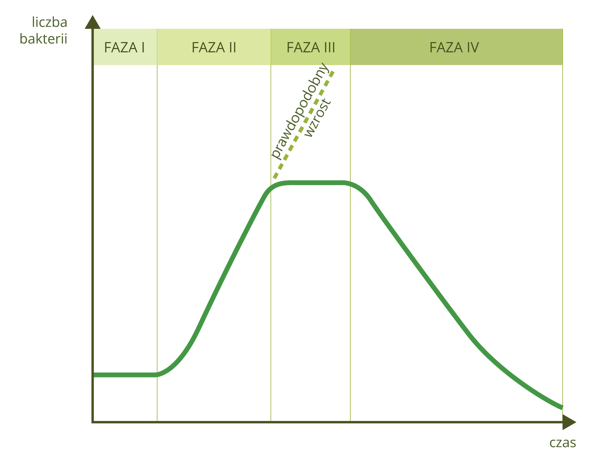 Ilustracja przedstawia wykres liniowy. Osie wykresu nie mają podziałek. Oś Y oznacza liczbę bakterii, oś X oznacza czas. Przestrzeń pomiędzy osiami jest podzielona na cztery nierówne kolumny, opisane u góry na oliwkowym tle jak fazy: od pierwszej do czwartej. Ciemnozielona linia wznosi się w fazie drugiej, stabilizuje w trzeciej i spada w czwartej. W fazie drugiej linią przerywaną zaznaczono teoretyczny wzrost.