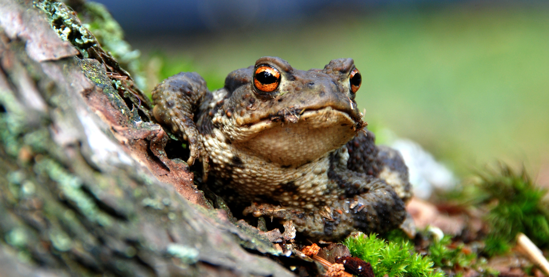 Zdjęcie przedstawia żabę, ropuchę.