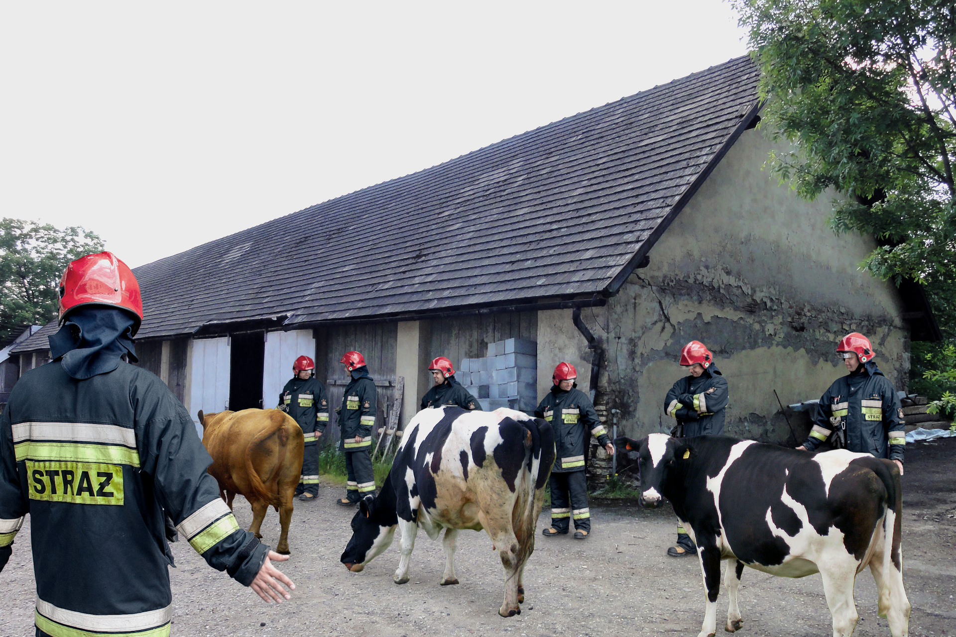 Strażacy otaczają krowy. W tle budynki gospodarcze