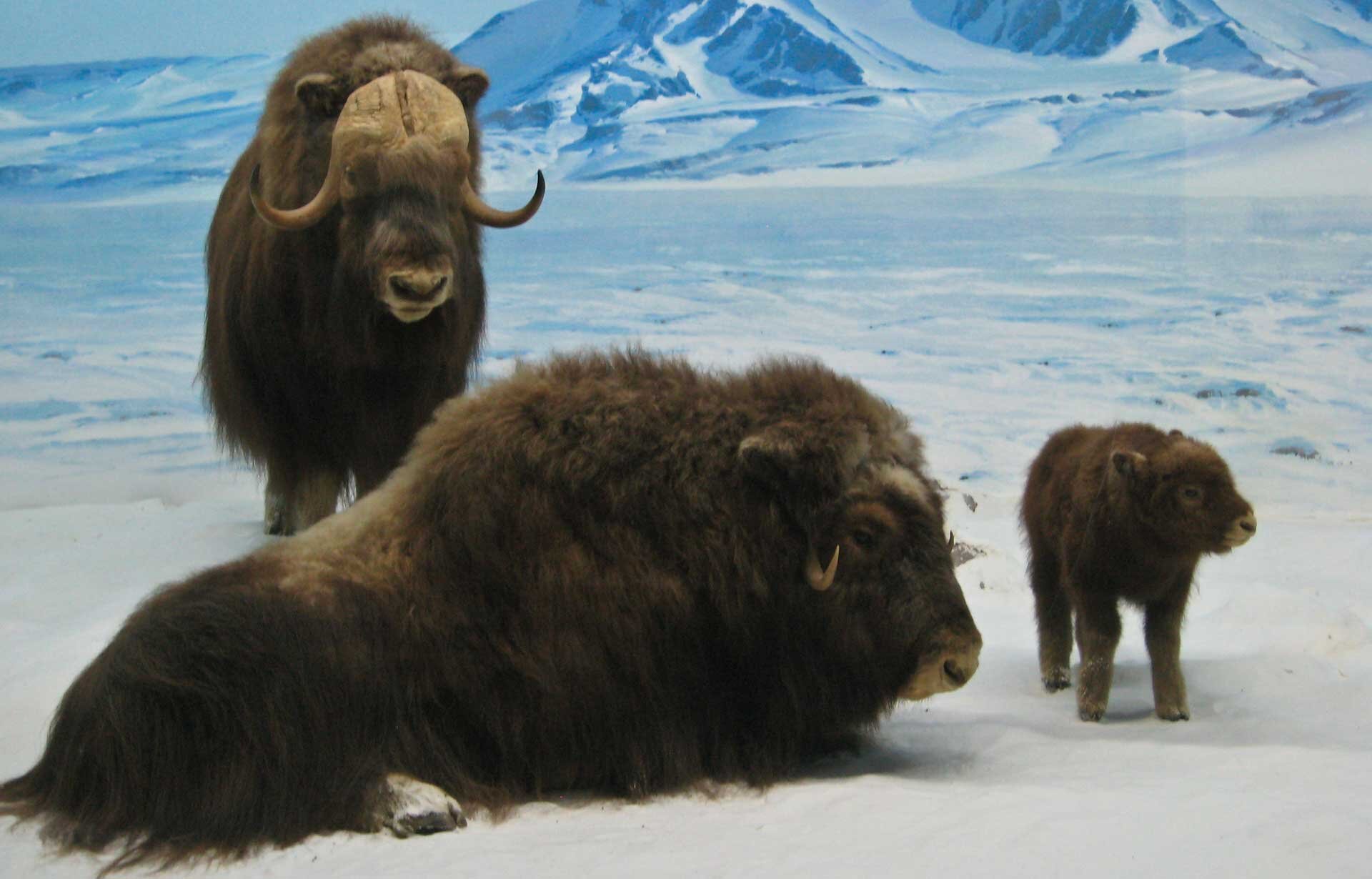 Fotografia prezentuje rodzinę piżmowołów na pustyni lodowej. Na śniegu siedzi samica, a obok niej stoi mały piżmowół. Z tyłu za nimi stoi samiec. W tle widoczne są góry pokryte śniegiem.
