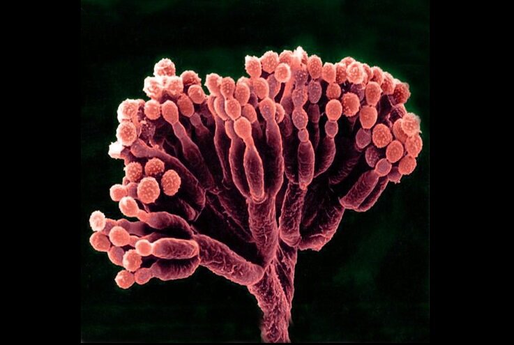 Zdjęcie przedstawia pędzlaka – rodzaj grzyba z rodziny kropidlakowatych. Z tworzących go strzępek wyrastają prostopadle do nich konidiofory, które na szczycie rozwidlają się wielokrotnie.