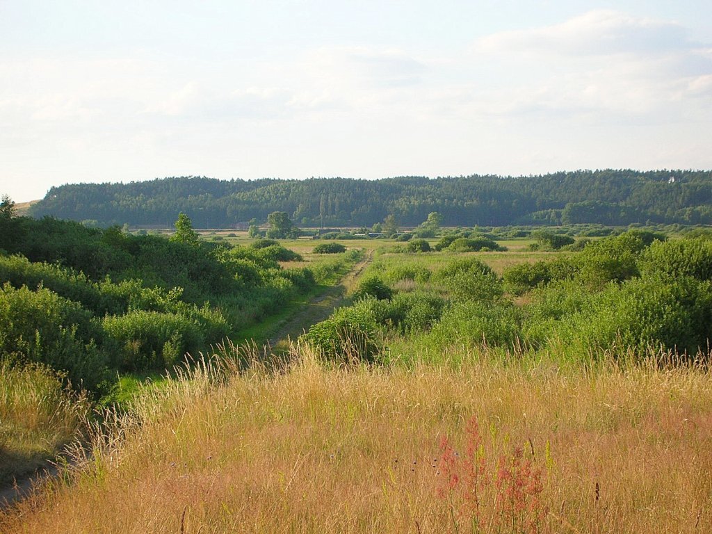 Zdjęcie przedstawia rozległy, stosunkowo płaski teren. Rośnie na nim trawa i niskie drzewa liściaste. W tle jest las. 