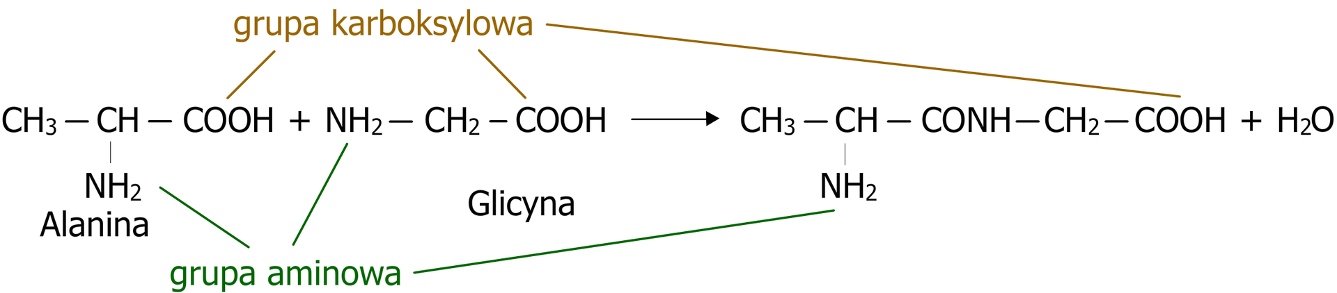 Ogólny schemat kondensacji na przykładzie alaniny i glicyny. Równanie reakcji. Cząsteczka alaniny zbudowana z grupy CH podstawionej grupą metylową CH3, grupą aminową NH2 oraz grupą karboksylową <math aria‑label="C O O H">COOH. Dodać cząsteczka glicyny zbudowana z grupy metylenowej CH2 połączonej z grupą aminową NH2 oraz z grupą karboksylową <math aria‑label="C O O H">COOH. Strzałka w prawo, za strzałką cząsteczka peptydu alaniloglicyny, która to zbudowana jest z grupy metylowej CH3 związanej z grupą CH, która to podstawiona jest grupą aminową NH2 oraz związana z atomem węgla połączonym za pomocą wiązania podwójnego z atomem tlenu oraz za pomocą wiązania pojedynczego z grupą NH, która to łączy się z grupą metylenową CH2 połączoną z grupą karboksylową <math aria‑label="C O O H">COOH Dodać jedna cząsteczka wody. Na schemacie podpisano grupy aminowe oraz grupy karboksylowe zarówno w substratach, jak i w produktach.