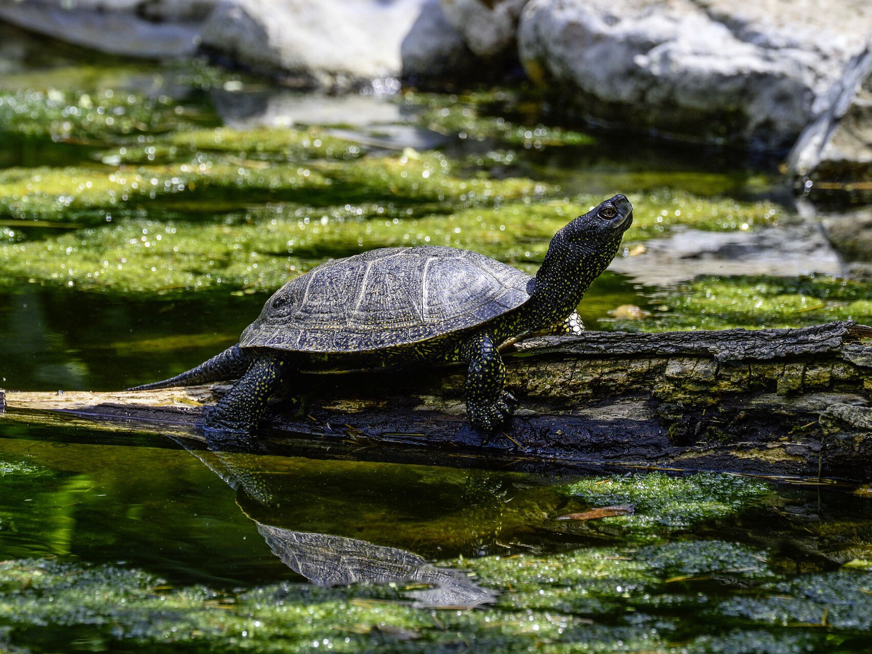 Fotografia prezentuje żółwia błotnego stojącego na pniu wystającym z wody. Żółw ma czarne ciało w żółte kropki. Jego skorupa jest dość płaska.