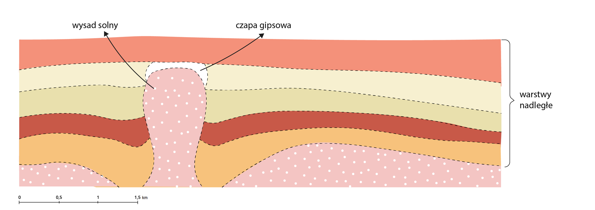 Schemat wysadu solnego. Pokład soli znajduje się pod kilkoma poziomymi warstwami oznaczonymi na schemacie jako warstwy nadległe. W jednym miejscu pokład soli wybija, przebijając leżące nad nim warstwy, tworząc w ten sposób wysad o pionowym kształcie i zaokrąglonych bokach. Bezpośrednio nad nim znajduje się niewielka czapa gipsowa, a dalej ostatnia, położona najwyżej warstwa nadległa.