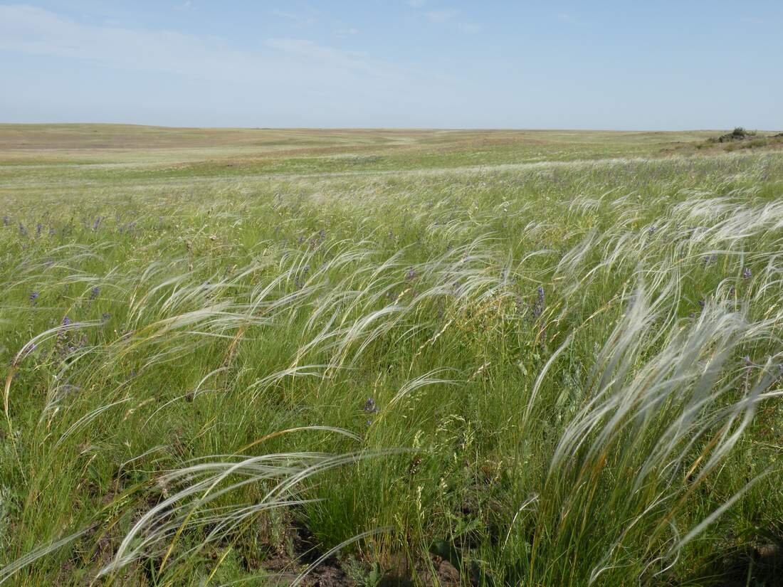 Zdjęcie przedstawia płaski teren porośnięty wysoką, delikatną trawą.  