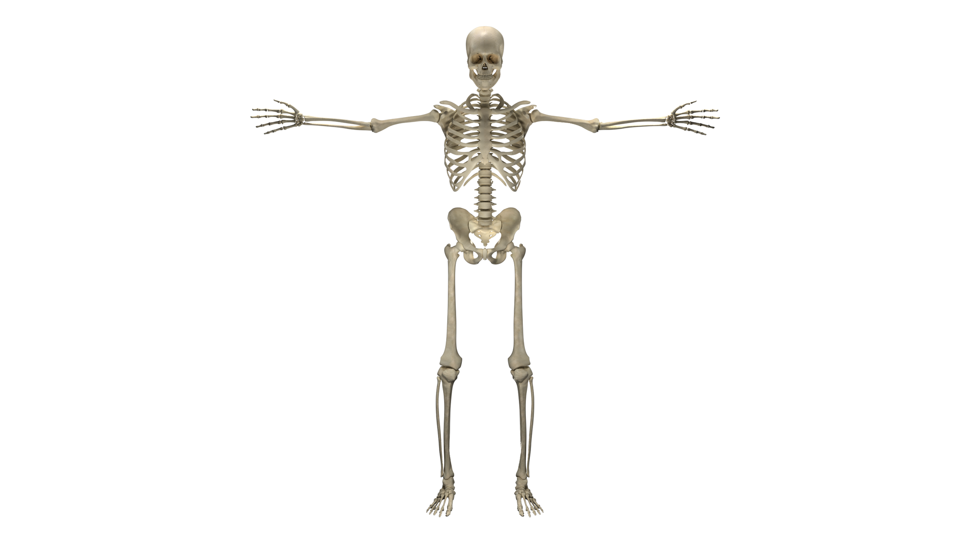Grafika przedstawia szkielet człowieka. Widoczna jest czaszka, kręgosłup, żebra, kości kończyn górnych i dolnych, miednica. Szkielet ma ręce rozłożone na boki.