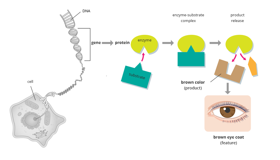 Ilustracja schematycznie przedstawia związek między DNA a barwą tęczówki. Przedstawiono komórkę zwierzęcą, z której jądra rozwija się dwuniciowe DNA. Na DNA zaznaczono gen, który koduje białko będące enzymem potrzebnym do wytworzenia melaniny. Enzym przyłącza substrat. Powstaje produkt, którym jest melanina warunkująca brązową barwę oka. Podpisano: cell, DNA, gene, protein, enzyme, substrate, enzyme-substrate complex, product release, brown color (product), brown eye coat (feature)