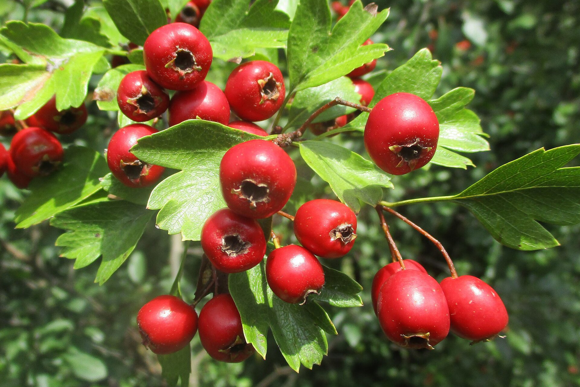 Na planszy przedstawiony jest Głóg. Widoczna jest cienka, brązowa gałązka z dużymi, owalnymi, łopatkowatymi, postrzępionymi liśćmi i skupiskami czerwonych, okrągłych, bardzo dużych owoców.