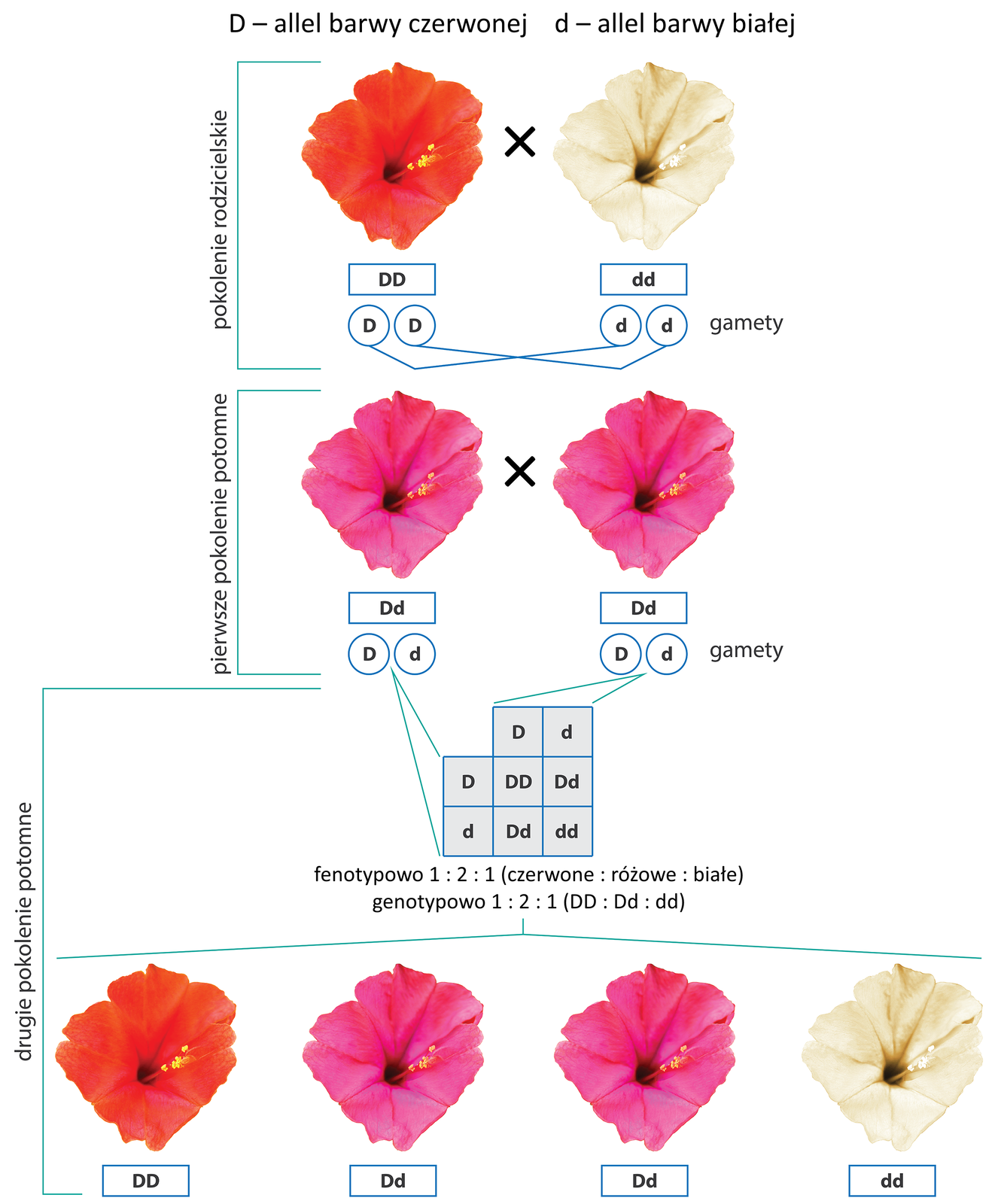 Ilustracja przestawia krzyżowanie dziwaczka o czerwonych kwiatach z dziwaczkiem o kwiatach białych. Pod zdjęciami kwiatów podpisano ich genotypy i gamety. Poniżej pierwsze pokolenie potomne, heterozygoty o kwiatach barwy różowej. Podpisane genotypy i gamety. W trzecim rzędzie krzyżówka genetyczna heterozygot. Poniżej wynik krzyżowania, czyli drugie pokolenie potomne. Jest to czerwona homozygota dominująca, dwie różowe heterozygoty i biała homozygota recesywna. Taki wynik wskazuje na niepełną dominację alleli u dziwaczka.