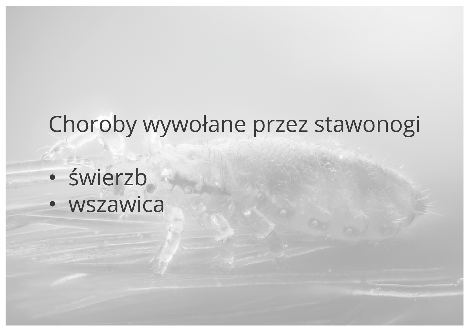 Grafika przedstawia zawiera następujący tekst: Choroby wywoływane przez stawonogi: świerzb, wszawica. W tle widać zdjęcie przykładowego stawonoga. Zdjęcie jest szare. Posiada małą głowę, trzy pary odnóży krocznych oraz długi gruby odwłok.