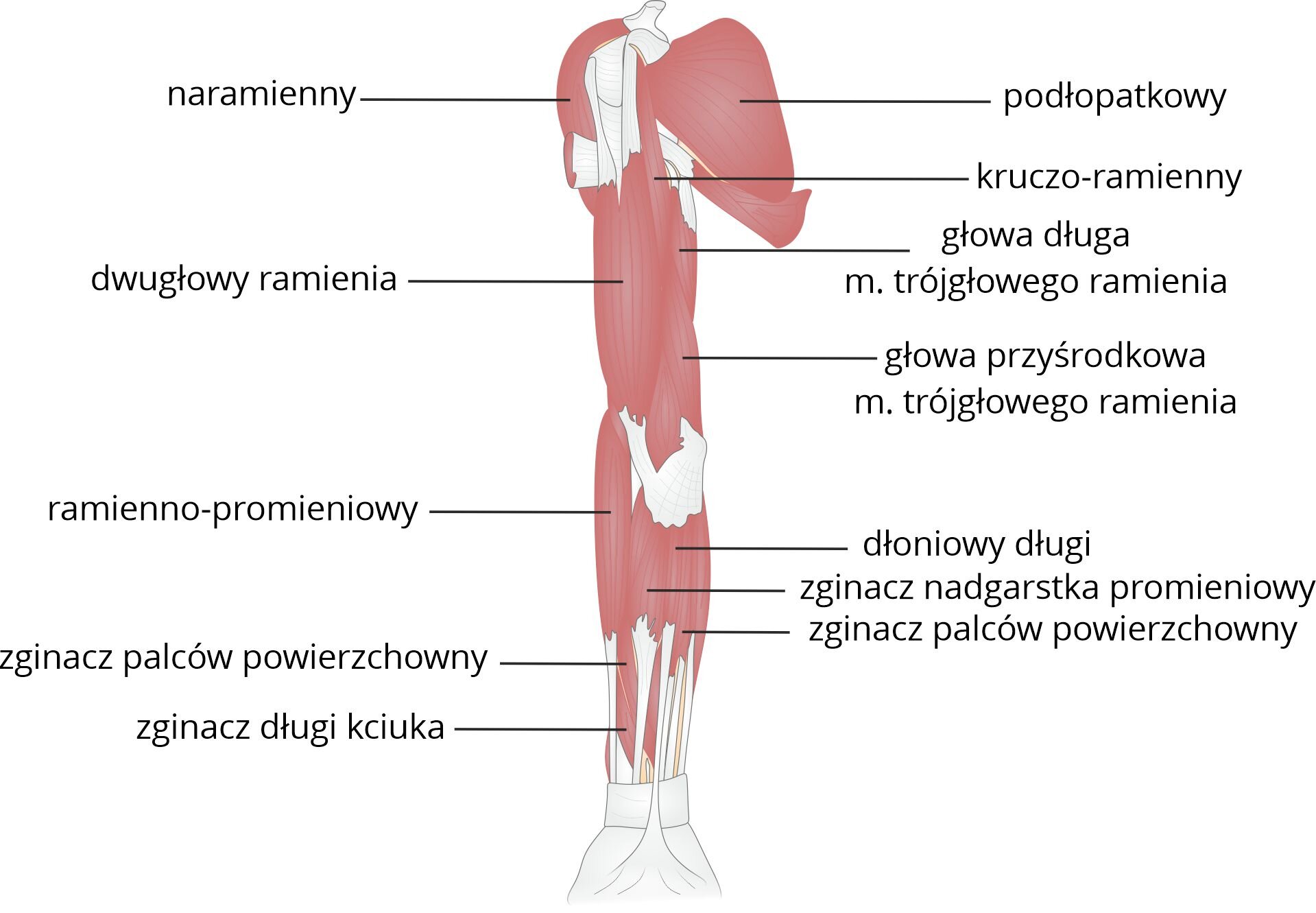 Grafika pod tytułem mięśnie kończyny górnej. Grafika przedstawia schemat anatomii kończyny górnej, z zaznaczonymi mięśniami, od góry: mięsień naramienny, podłopatkowy, kruczo‑ramienny, głowa długa mięśnia trójgłowego ramienia, mięsień dwugłowy ramienia, głowa przyśrodkowa mięśnia trójgłowego ramienia, mięsień ramienno‑promieniowy, dłoniowy długi, zginacz nadgarstka promieniowy, zginacz palców powierzchowny oraz zginacz długi kciuka.