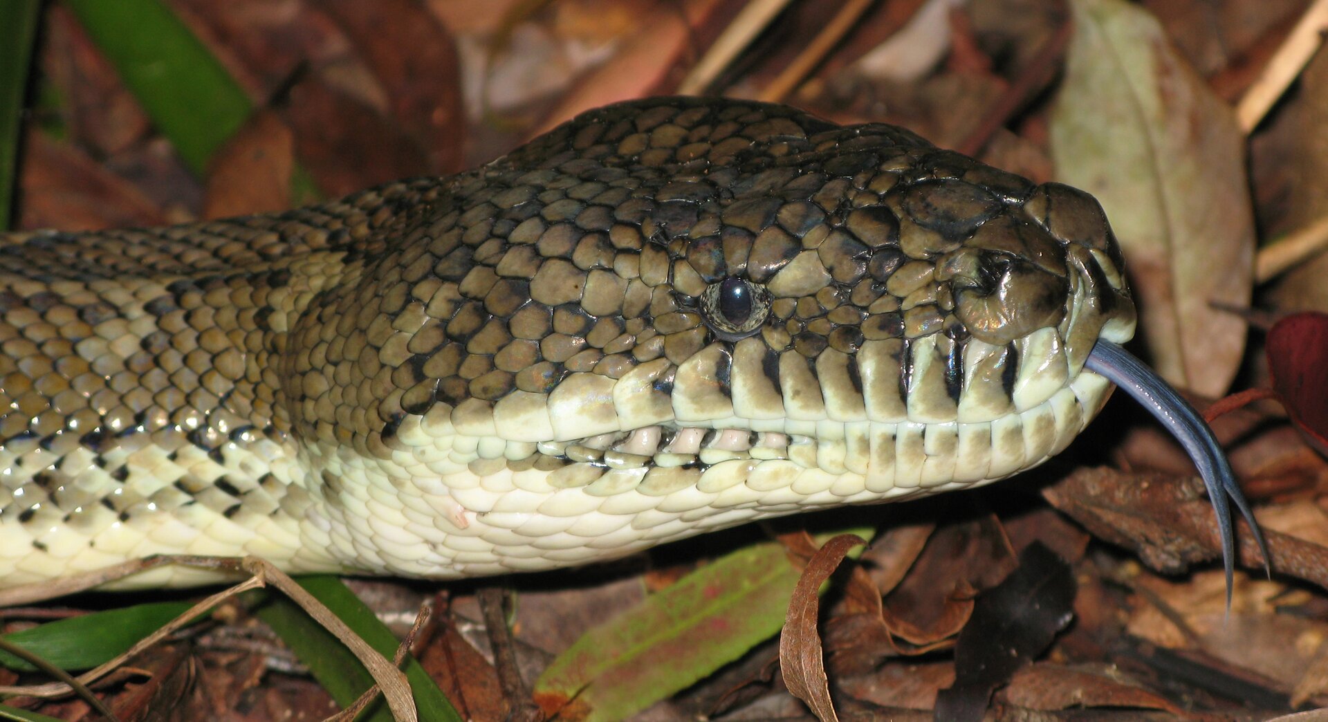 Fotografia przedstawia węża. Z jego pyska wystaje długi język, którego końcówka jest rozdwojona. U węży to właśnie język jest najważniejszym narządem węchu.