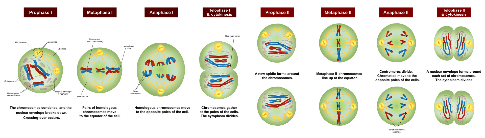 Grafika przedstawia etapy mejozy: podpisano: Prophase I; Metaphase I; Anaphase I; Telophase I and cytokonesis; Prophase II; Metaphase II; Anaphase II; Telophase II and cytokonesis