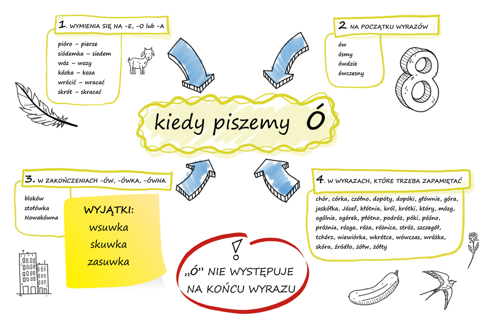 Na ilustracji znajduje się temat: "kiedy piszemy ó" (kreskowane). 1. Wymienia się na -e, -o lub -a: pióro - pierze, siódemka - siedem, wóz - wozy, kózka - koza, wrócić - wracać, skrót - skracać. 2 Na początku wyrazów: ów, ósmy ówdzie, ówczesny. 3. W zakończeniach -ów, ówka, ównia: bloków stołówka, Nowakówna. Wyjątki wsuwka, skuwka, zasuwka. 4. W wyrazach, które trzeba zapamiętać: chór, córka, czółno, dopóty, dopóki, głównie, góra, jaskółka, Józef, kłótnia, król, krótki, który, mózg, ogólnie, ogórek, płótno, podróż, póki, późno, próżnia, rózga, róża, różnica, stróż, szczegół, tchórz, wiewiórka, wkrótce, wówczas, wróżka, skóra, źródło, żółw, żółty. Ó (kreskowane) nie występuje na końcu wyrazu.  Na grafice rysunek pióra, kozy, ósemki, bloków, ogórka, jaskółki, róży. 