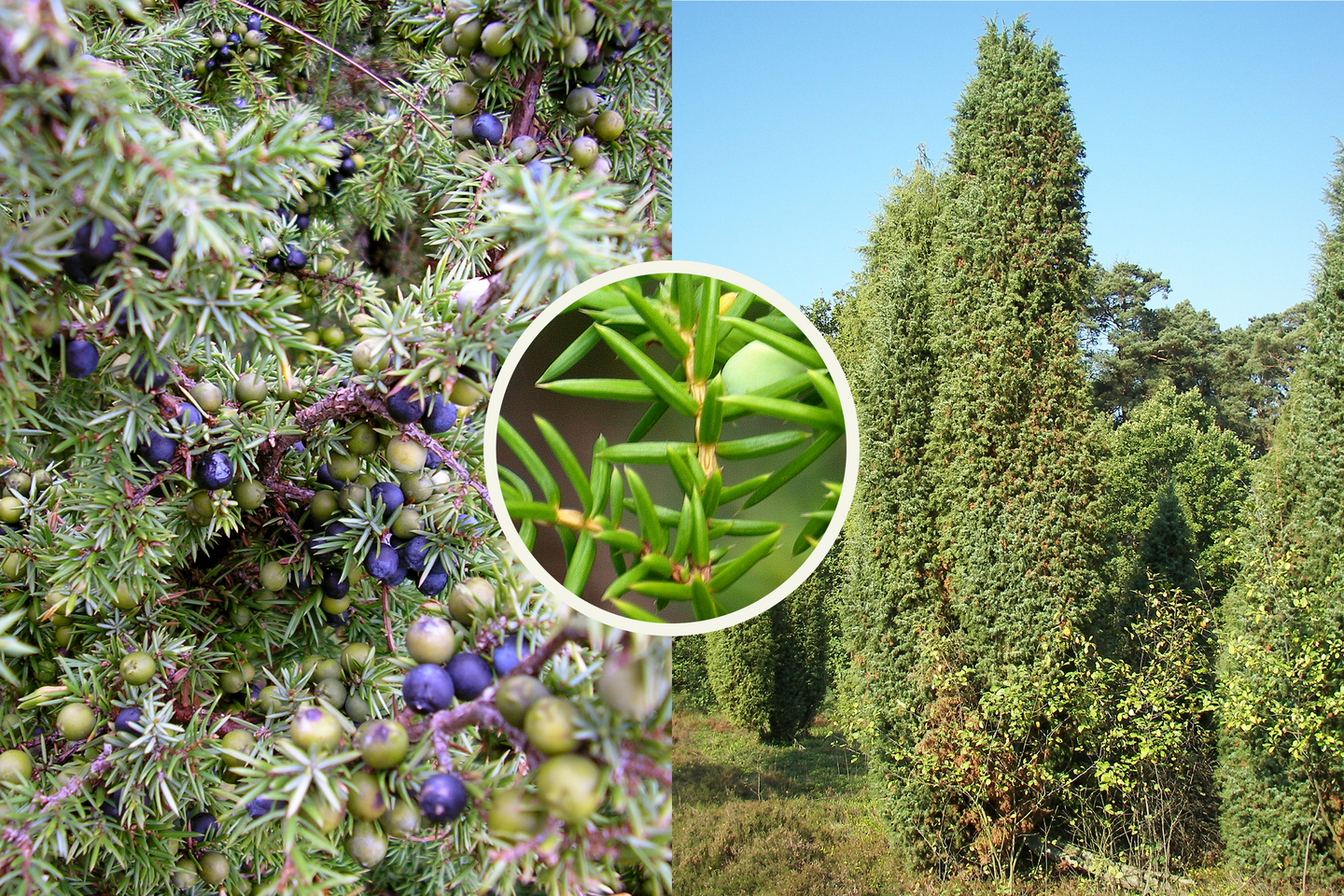 Grafika przedstawia kolaż z trzech zdjęć. Na fotografii po lewej stronie widoczne jest kilka gałęzi jałowca pospolitego z krótkimi, gęsto ułożonymi igłami. Na gałązkach są też liczne szyszkojagody, wyrastające gęsto między igłami. Niedojrzałe są okrągłe i oliwkowo zielone. Dojrzałe są ciemno-fioletowe. Po prawej fotografia przedstawia kilka krzewów jałowca w formie kolumn. Kółko w centrum przedstawia zbliżenie na pęd jałowca: brązowa gałązkę i zielone, krótkie, grube igły.