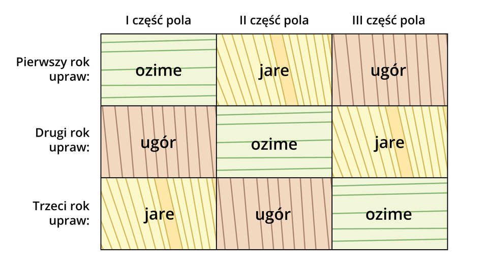 Ilustracja przedstawia schemat trójpolowego zagospodarowania ziemi. Prostokąt podzielony został na 9 części. W linii pionowej zostały wyszczególnione poszczególne lata uprawy: pierwszy, drugi, trzeci. W linii poziomej wyszczególniony został podział pola na części: pierwsza, druga, trzecia. Uwzględniając powyższy podział pola na trzy części, w pierwszym roku upraw mamy patrząc od lewej: zboża ozime, jare, ugór. W drugim: ugór, zboża ozime i jare, a w trzecim: zboża jare, ugór, zboża ozime.