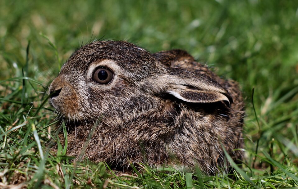 Ilustracja przedstawia zająca siedzącego na trawie.