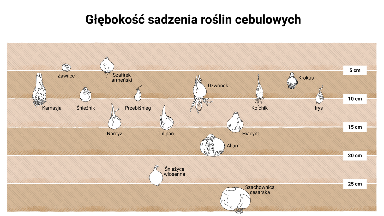 Ilustracja przedstawia głębokość sadzenia roślin cebulowych. Na głębokości 5 cm sadzone są zawilce i szafirki armeńskie, nieco głębiej (ok. 7,5 cm) krokusy. Na głębokości 10 cm: kamasja, śnieżnik, przebiśnieg, dzwonek, kolchik, irys. Na głębokości 15 cm: narcyz, tulipan i hiacynt. Na głębokości 20 cm - alium, 25 cm - śnieżyca wiosenna, a 30 cm - szachownica cesarska.