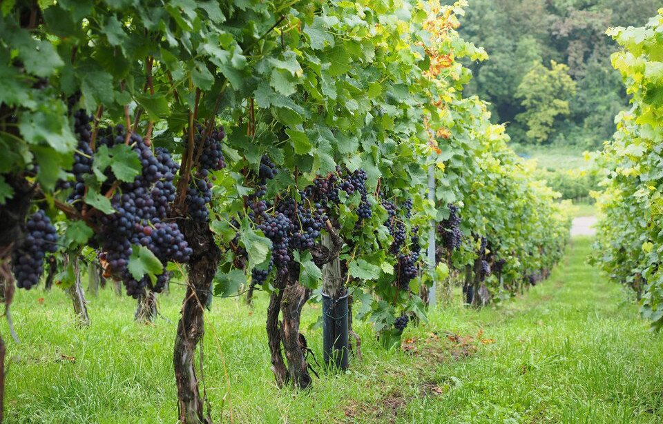 Fotografia prezentuje winnicę z dojrzałymi winogronami. Na pierwszym planie widoczny rząd winorośli, z których zwisają dojrzałe, granatowe kiście winogron. 