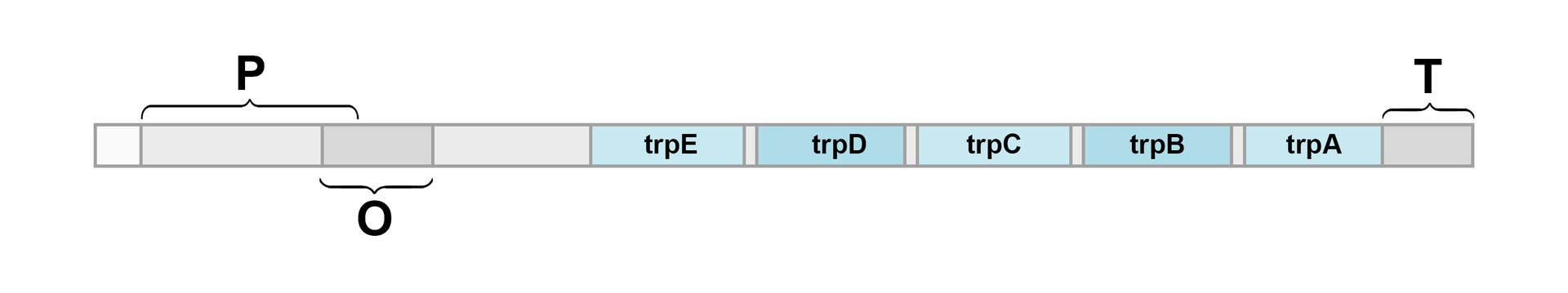 Grafika przedstawia operon tryptofanowy. Składa się on z promotora, oznaczonego literą P oraz operatora oznaczonego literą O. Dalej można zauważyć geny struktury, oznaczone kolejno od lewej do prawej jako trpE, trpD, trpC, trpB oraz trpA. Na jego końcu znajduje się terminator, oznaczony literą T. 
