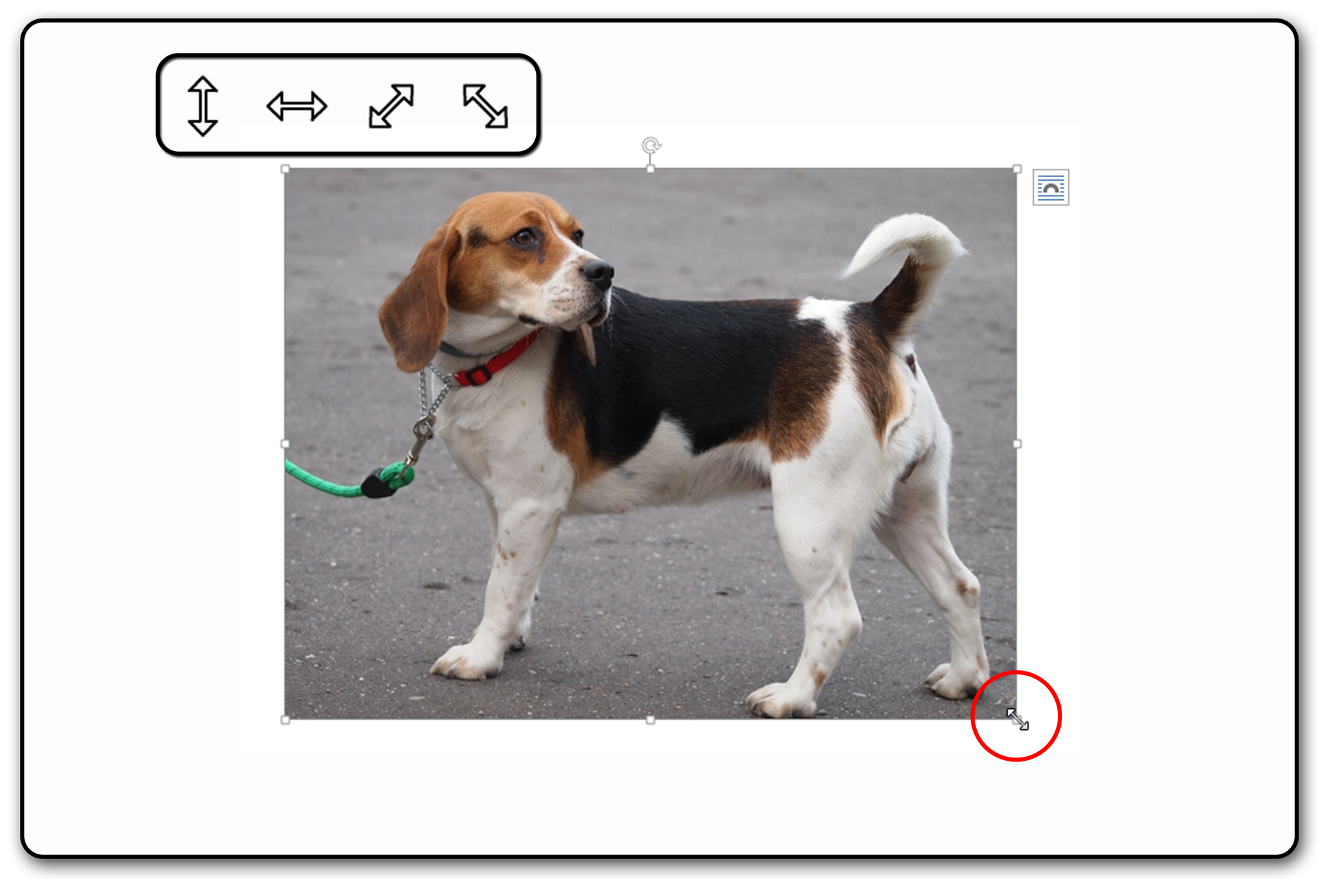 Zrzut ekranu przykładowej prezentacji ze zdjęciem i widocznym uchwytem zmiany rozmiaru obiektu nad zaznaczonym obrazem. Na zrzucie jest pies.