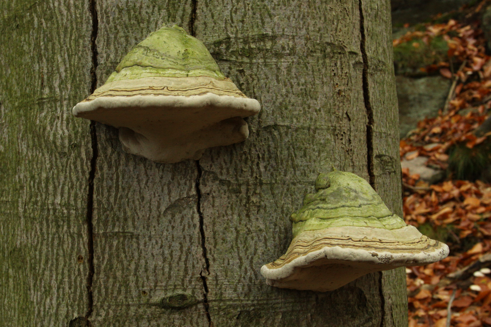 Fotografia przedstawia dwa grzyby o stożkowym kształcie rosnące na pniu drzewa. To okazy hubiaka pospolitego, gatunku grzybów zwanych także hubą pospolitą. Powierzchnia ich kapeluszy jest pokryta poziomymi pasami beżowo-zielonymi.