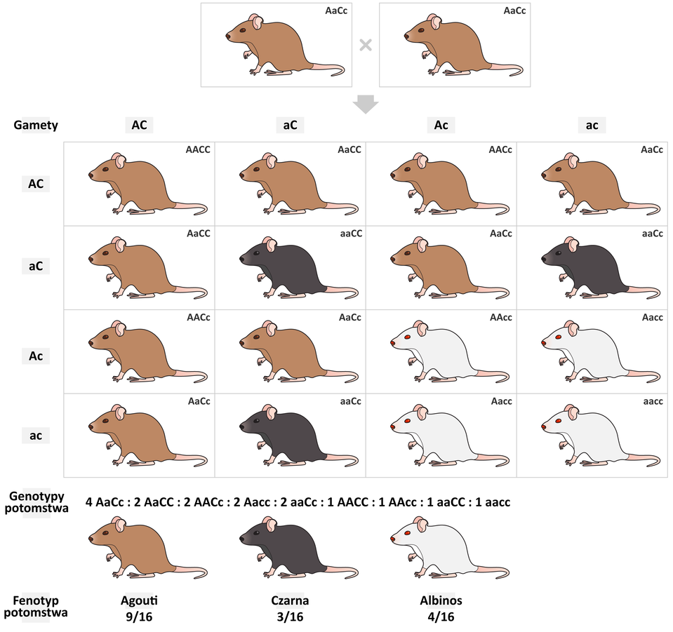 Ilustracja przedstawia krzyżówkę dwóch osobników myszy o barwie sierści agouti i genotypach: duże A małe a duże C małe c. Gamety są następujące, męskie i żeńskie takie same: duże A duże C, małe a duże C, duże A małe c, małe a duże c. Potomstwo w dziewięciu na 16 przypadków ma barwę sierści agouti. Genotypy w przypadku barwy agouti są następujące: czterokrotnie zapisane jako duża litera A mała litera a duża litera C mała litera c, dwukrotnie jako duża litera A mała litera a dwa razy duża litera C, dwukrotnie jako dwa razy duża litera A duża litera C mała litera c, jednokrotnie dwa razy duża litera A dwa razy duża litera C. Barwa sierści czarna pojawia się trzy razy na 16 możliwości. Genotypy są nastepujące: dwukrotnie zapis dwa razy małe a duże C małe c, jednokrotnie zapis dwa razy małe a dwa razy duże C. Albinosy - biała sierść, czerwone oczy - pojawiają się cztery razy na 16 możliwych. Genotypy są następujące: dwukrotnie zapis duża litera A mała litera a dwa razy mała litera c, jednokrotnie zapis dwa razy duża litera A dwa razy mała litera c, jednokrotnie zapis dwa razy mała litera a dwa razy mała litera c. Zapis genotypów w szachownicy Punnetta. W czterech kolumnach i w czterech poziomych rzędach wpisano gamety męskie i żeńskie, są one zapisane identycznie w następującej kolejności: duże A duże C, małe a duże C, duże A małe c, małe a duże c. Z połączenia gamet męskiej i żeńskiej zapisanej dużymi literami A C postaje osobnik o genotypie dwie duże litery A dwie duże litery C. Mysz ma kolor sierści agouti. Z połączenia gamety o zapisie duża litera A duża litera C z gametą mała litera a duża litera C powstaje osobnik o genotypie: duża litera A mała litera a dwie duże litery C. Mysz ma kolor agouti. Z połączenia gamet duża litera A duża litera C z gametą duża litera A mała litera C powstaje genotyp dwie duże litery A duża litera C mała litera c. Osobnik ma kolor agouti. Z połączenia gamety duża litera A duża litera C z gametą mała litera a mała litera c powstaje osobnik o genotypie duża litera A mała litera a duża litera C mała litera c. Osobnik ma kolor agouti. To genotypy z pierwszej kolumny. Wszystkie osobniki mają kolor agouti. Kolumna druga. Gameta małe a duże C w połączeniu z gametą małe a duże C daje duże A małe a dwa razy duże C. Osobnik ma kolor agouti. Z połączenia gamety małe a duże C z gametą małe a duże C powstaje genotyp dwa małe a dwa duże C. Osobnik jest czarny. Z połączenia gamety małe a duże C z gameta duże A małe C powstaje osobnik o genotypie duże A małe a duże C małe c. Osobnik ma kolor agouti. Z połączenia gamety małe a duże C z gametą małe a małe c powstaje genotyp dwa małe a duże C małe c. Osobnik ma kolor czarny. Trzecia kolumna. Z połączenia gamety duże A małe c z gametą duże A duże C postaje genotyp dwa duże A duże C małe c. Osobnik ma kolor agouti. Z połączenia gamety duże A małe c z gametą małe a duże C powstaje genotyp duże A małe a duże C małe c. Osobnik ma kolor agouti. Z połączenia gamety duże A małe c z gametą duże A małe c powstaje osobnik o genotypie dwa duże A dwa małe c. Osobnik to albinos. Z połączenia gamety duże A małe c z gametą małe a małe c powstaje genotyp duże A małe a dwa małe c. Osobnik to albinos. Kolumna czwarta. Z połączenia gamety mała a małe c z gametą duże A duże C powstaje genotyp duże A małe a duże C małe c. Osobnik ma kolor agouti. Z połączenia gamety małe a małe c z gametą małe a duże C powstaje osobnik o genotypie dwa małe a duże C małe c. Osobnik ma czarną sierść. Z połączenia gamety małe a małe c z gametą duże A małe c powstaje osobnik o genotypie duże A małe a dwa małe c. Osobnik jest albinosem. Z połączenia gamety małe a małe c z gametą małe a małe c powstaje genotyp dwa małe a dwa małe c. Osobnik jest albinosem.           