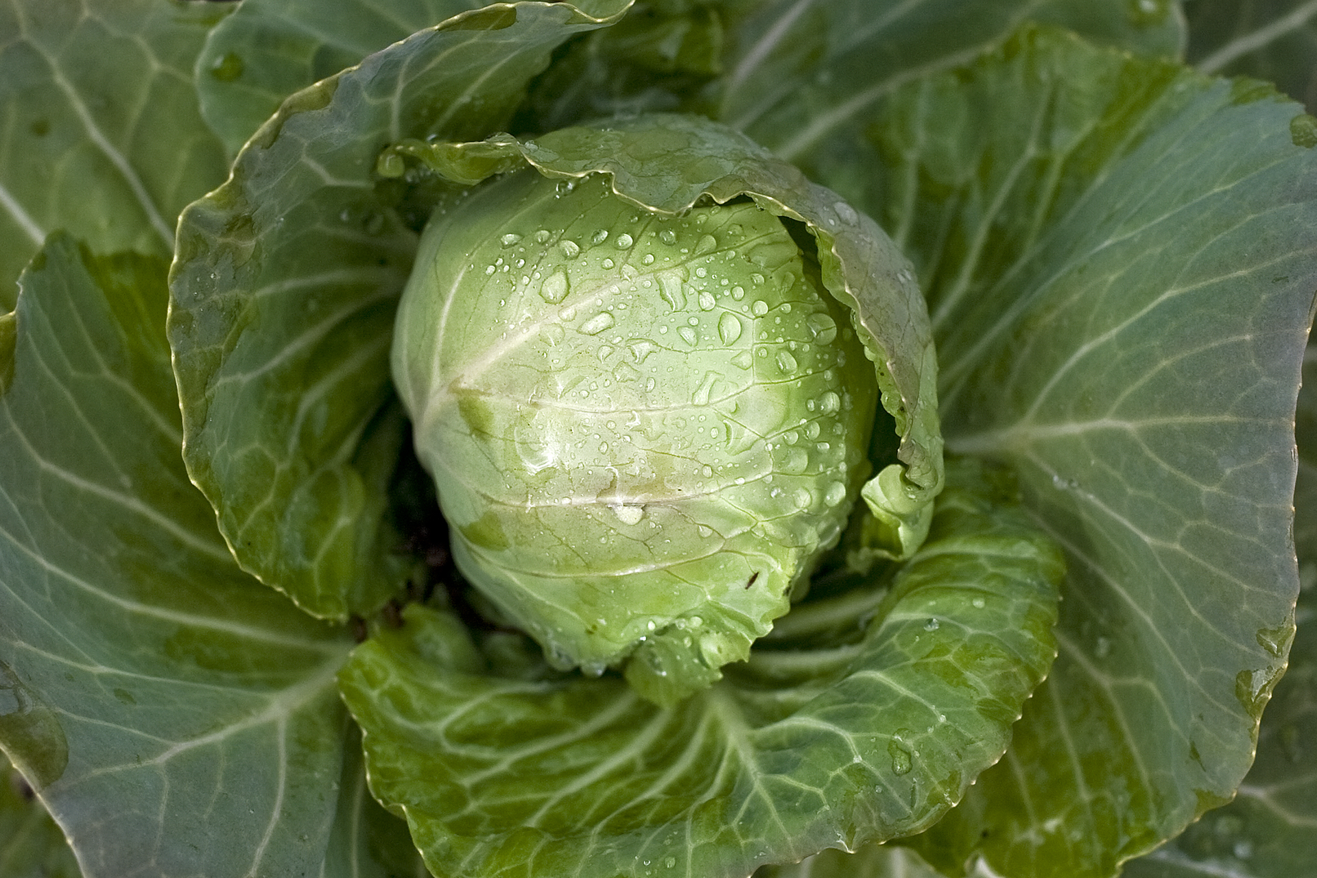 Fotografia przedstawia kapustę. Jasnozielone liście są zwinięte w główkę, liście ciemnozielone otaczają ją i rozpościerają się na boki. Kapusta jest rośliną dwuletnią.