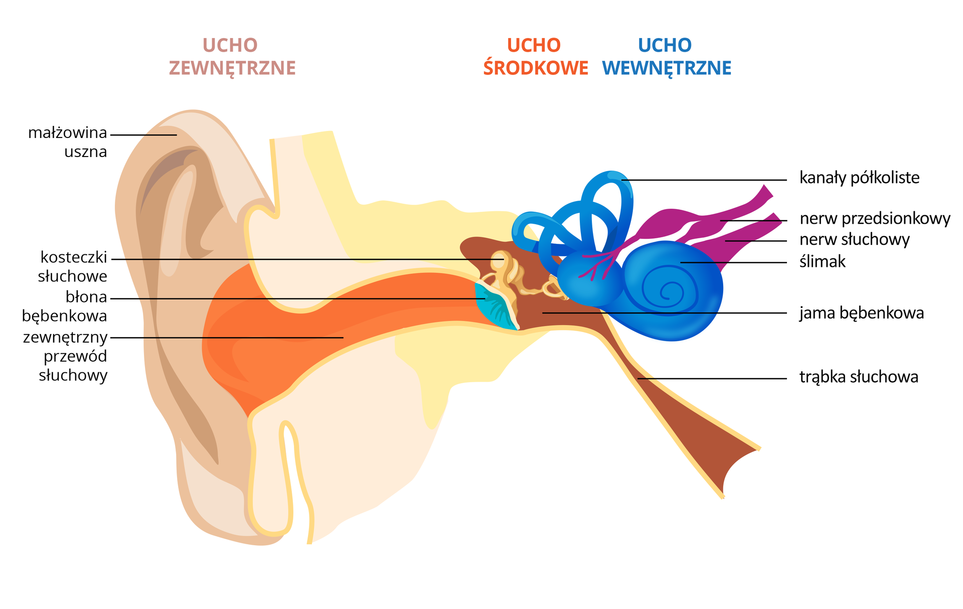 Ilustracja przedstawia schematycznie budowę ucha w przekroju poprzecznym. U góry kolorem wyróżniono części: beżowe ucho zewnętrzne, pomarańczowe środkowe i niebieskie wewnętrzne. Na zewnątrz ukazano małżowinę uszną. W środku przewód słuchowy zamknięty błękitną błoną bębenkową. Błona bębenkowa oddziela ucho zewnętrzne od ucha środkowego. Za nią kosteczki słuchowe w brązowej trąbce słuchowej, biegnącej w dół, do gardła. Kosteczki mają różnorodne kształty, są małe. Ostatnia z nich, strzemiączko, dotyka niebieskiego dużego ślimaka, który z przodu ma kanały półkoliste. Do ślimaka przyłączone są nerwy słuchowe i nerw przedsionkowy. Ślimak stanowi ucho wewnętrzne.