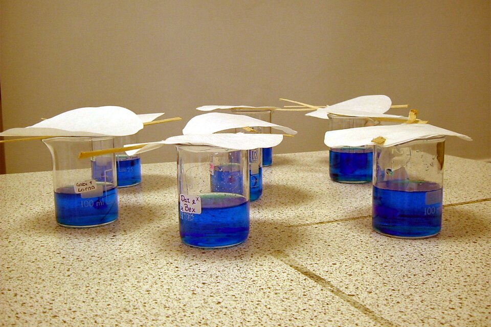 Zdjęcie przedstawia blat stołu laboratoryjnego, na którym w równych odległościach od siebie stoją zlewki wypełnione niebieskim roztworem. Każda z siedmiu zlewek przykryta jest bibułą, pod którą na patyczku zwisa zanurzona w roztworze nitka z małym kryształem zawieszonym na końcu. Zlewki mają na boku naklejone etykiety z nazwiskami.