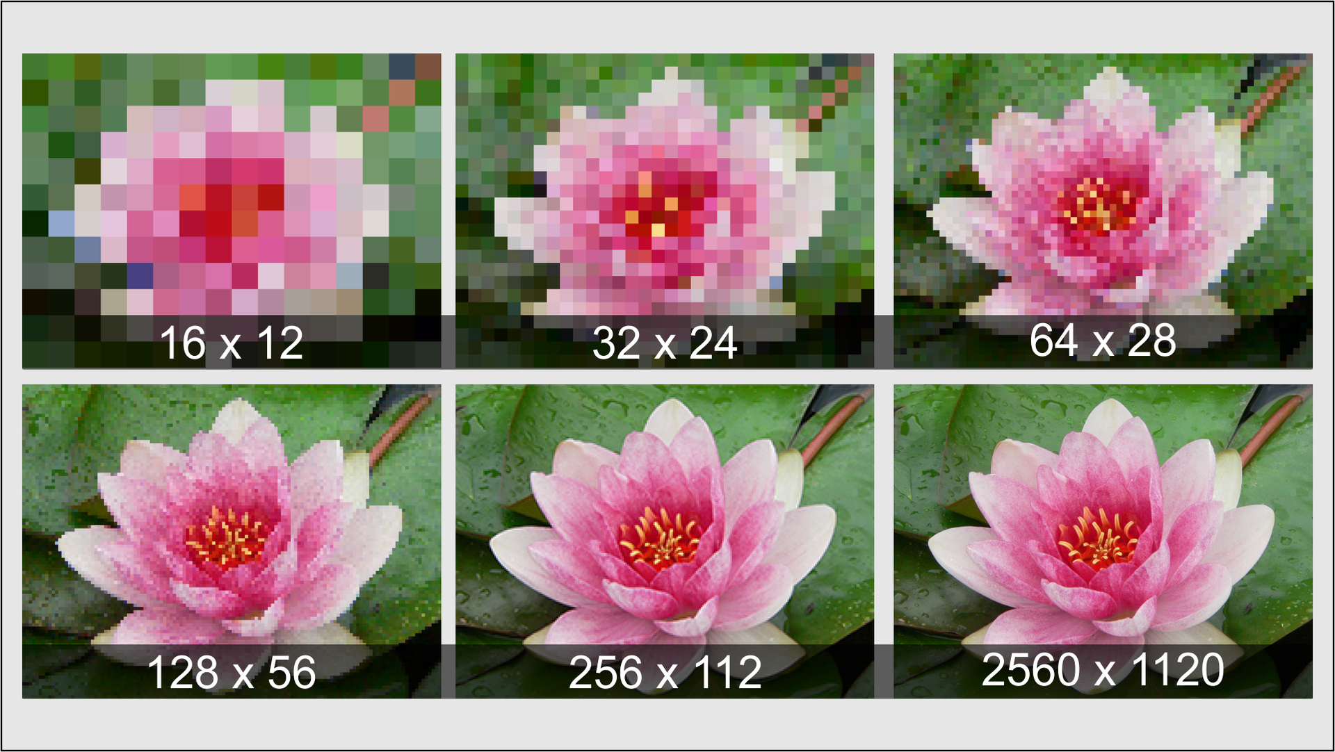 Ilustracja przedstawia porównanie rozdzielczości tego samego zdjęcia lilii wodnej. Każdy z sześciu obrazków podpisany jest wartościami odpowiadającymi liczbie pikseli w szerokości na liczbę pikseli w wysokości zdjęcia. W górnym rzędzie obrazek pierwszy 16 na 12, drugi 32 na 24, trzeci 64 na 28 oraz w dolnym obrazek czwarty 128 na 56, piąty 256 na 112, szósty 2560 na 1120. Im większa rozdzielczość zdjęcia, tym zdjęcie zbudowane jest z większej liczby pikseli i jest bardziej wyraźne, dokładniej oddaje rzeczywistość.