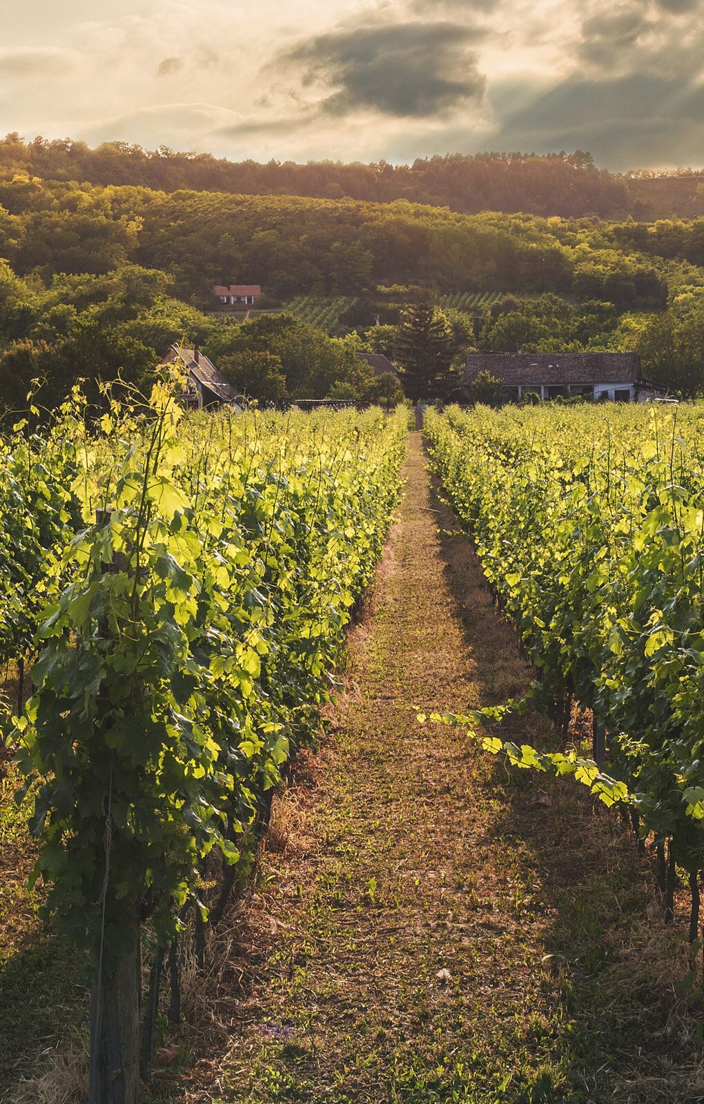 Zdjęcie przedstawia widok winnicy. Na pierwszym planie widoczne są dwa rzędy winorośli, w tle widoczne jest wzgórza porośnięte roślinnością, a pomiędzy drzewami widoczne są niewielkie zabudowania. 
